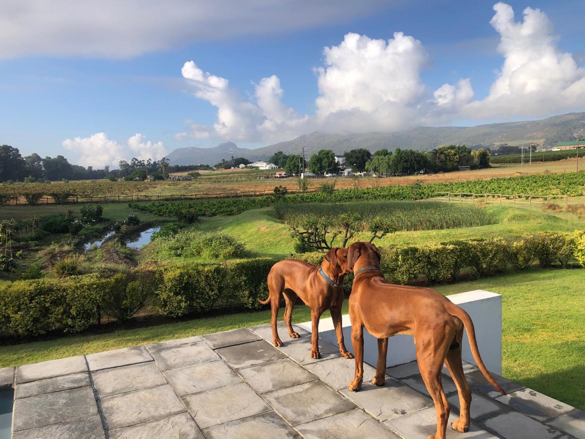 Hotel Tempel Wines Paarl Zewnętrze zdjęcie