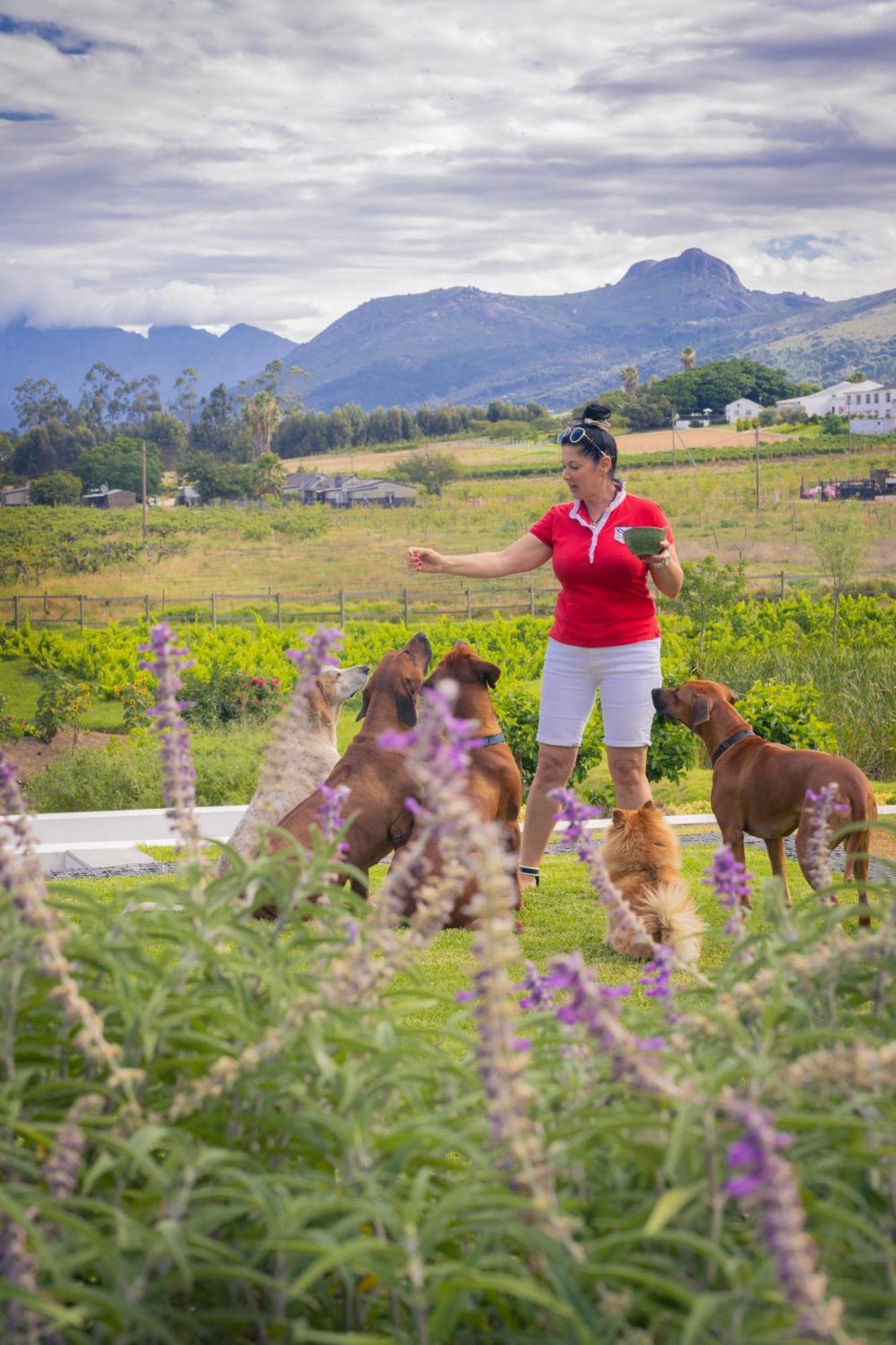 Hotel Tempel Wines Paarl Zewnętrze zdjęcie